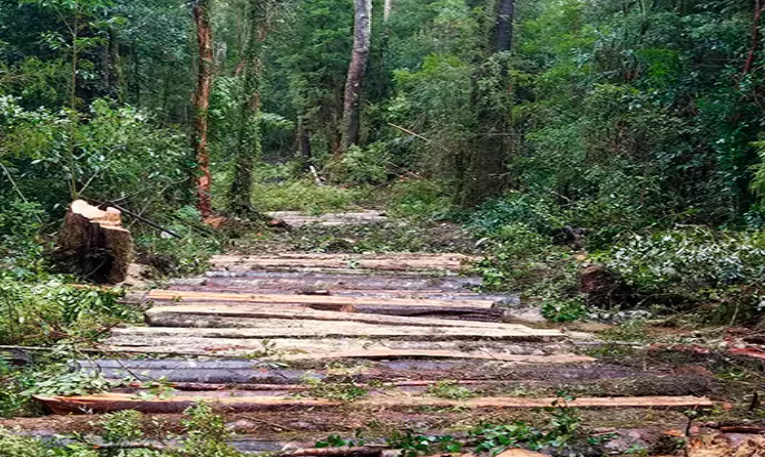 Native Forest