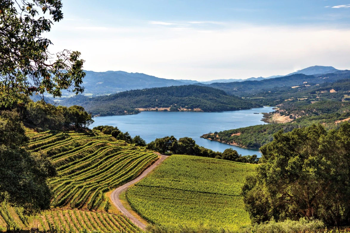 Napa Valley vineyard landscape with rolling hills