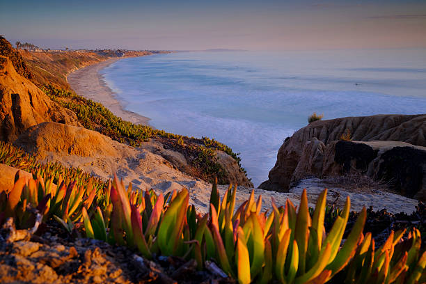Carlsbad California coastline with flowers and Pacific Ocean
