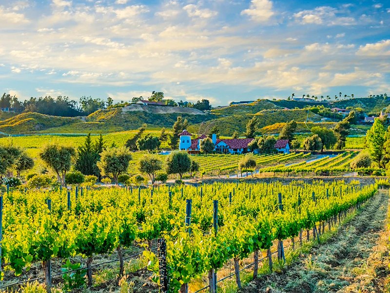 Temecula wine country vineyards and rolling hills